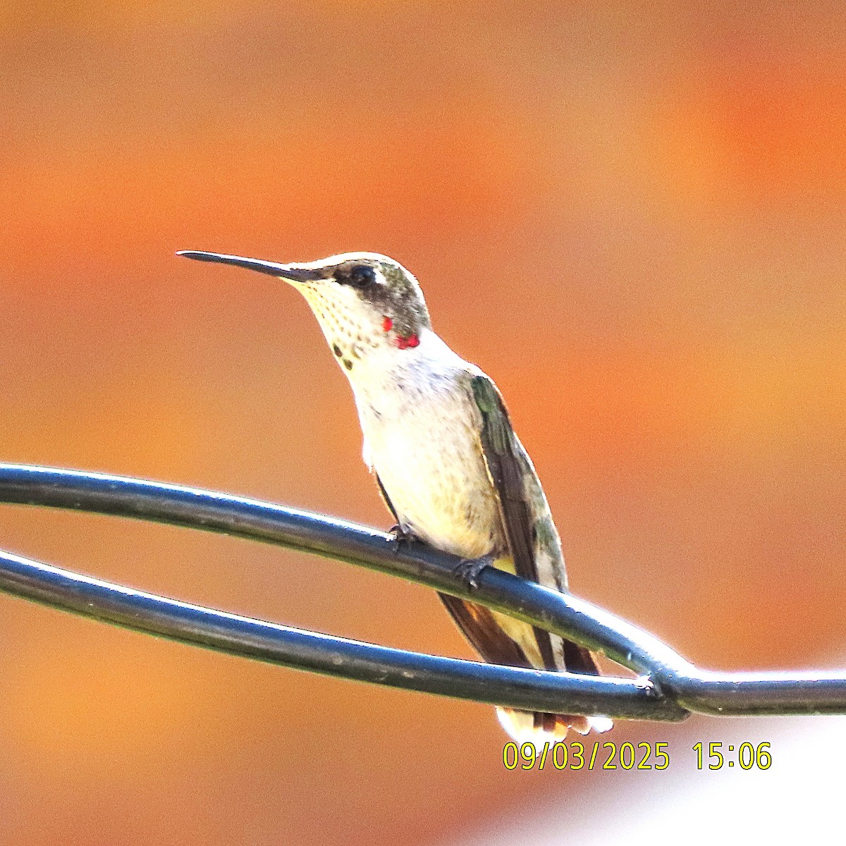 Ruby-throated Hummingbird - ML641413660