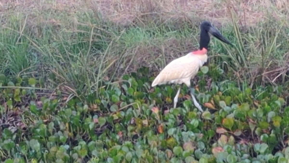 Jabiru - ML641413661