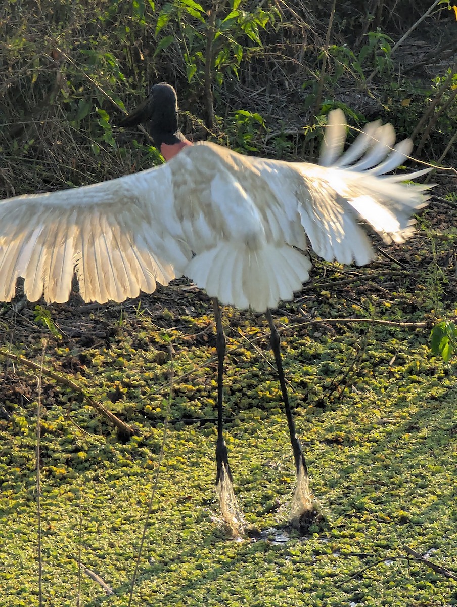 Jabiru - ML641413663