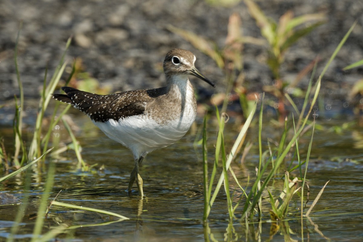 Solitary Sandpiper - ML641413665