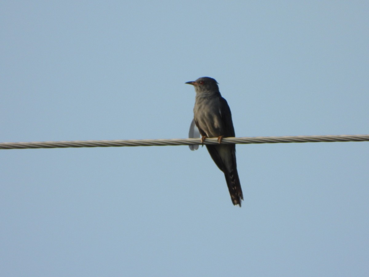 Gray-bellied Cuckoo - ML641413666