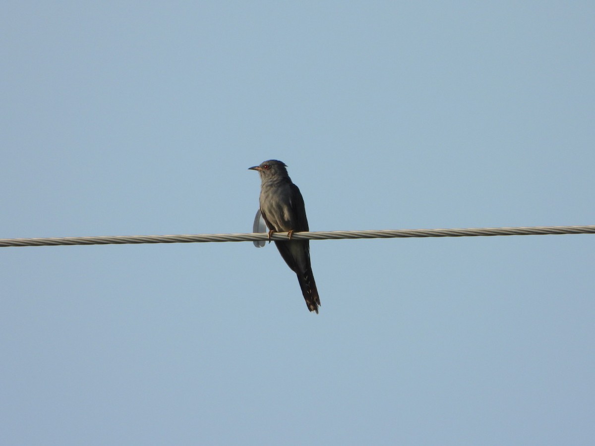 Gray-bellied Cuckoo - ML641413667