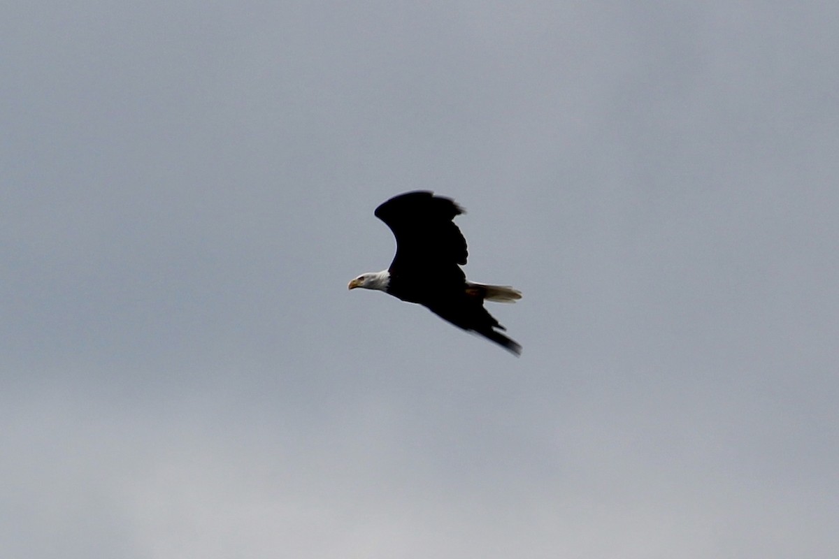 Bald Eagle - ML641413669