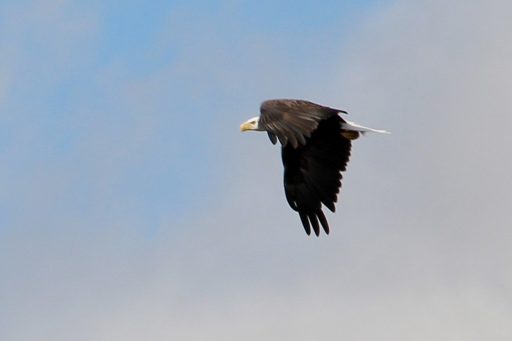 Bald Eagle - ML641413670