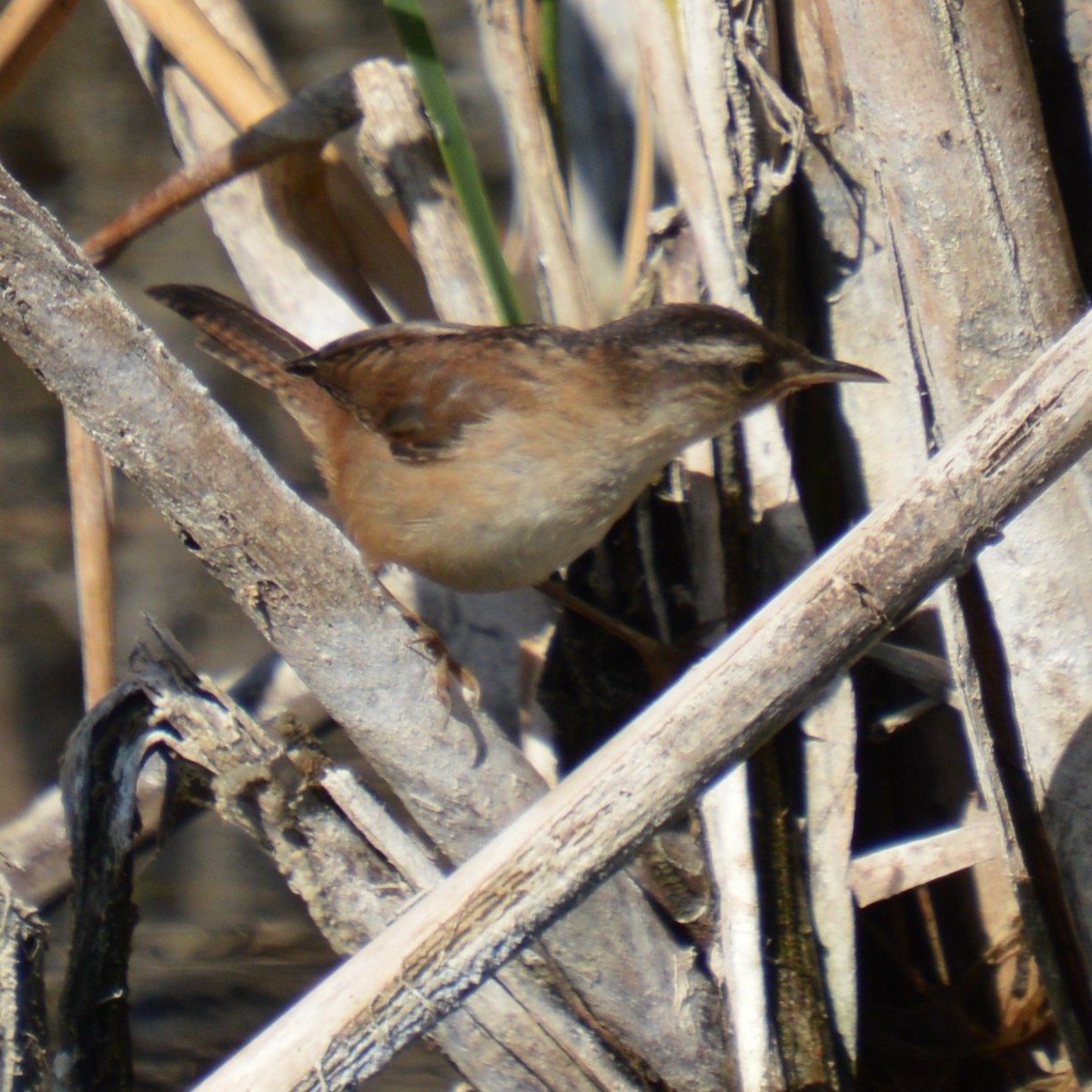 Marsh Wren - ML641413675