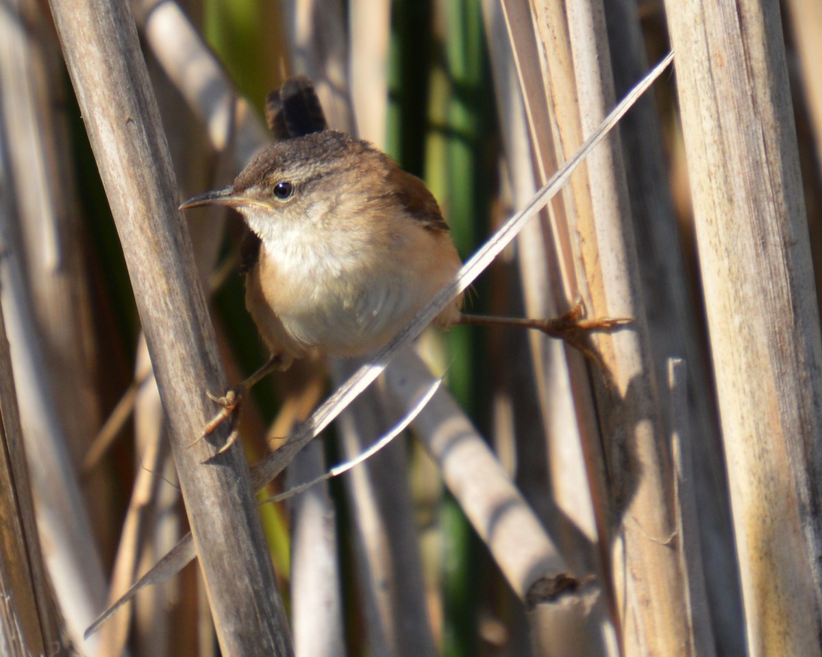Marsh Wren - ML641413676