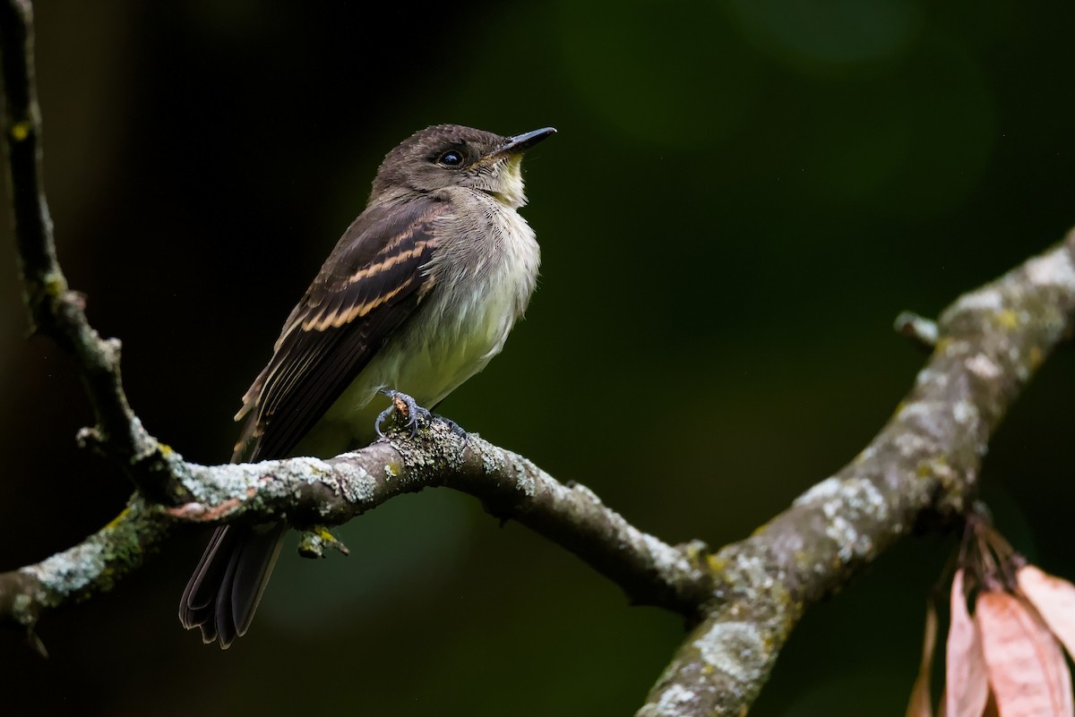Eastern Wood-Pewee - ML641413679