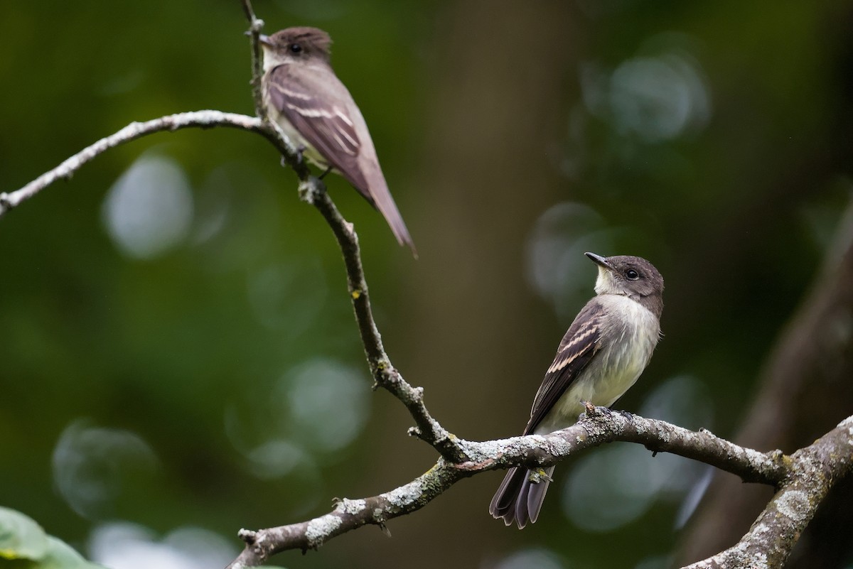 Eastern Wood-Pewee - ML641413683