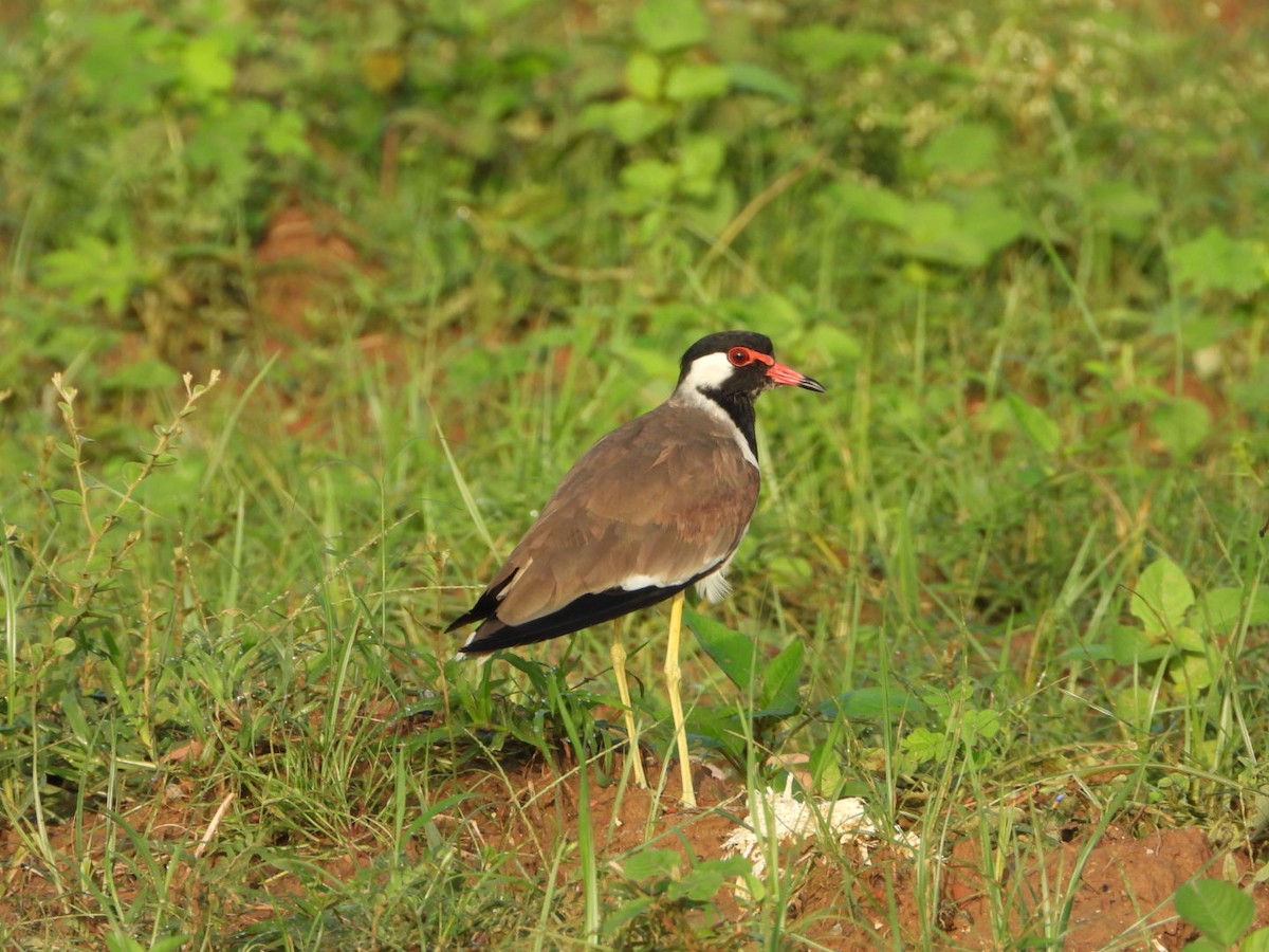 Red-wattled Lapwing - ML641413685