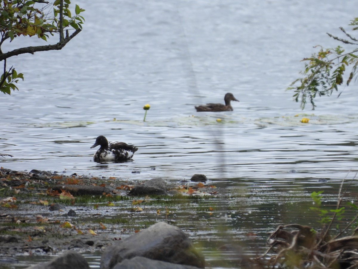 duck sp. - ML641413693