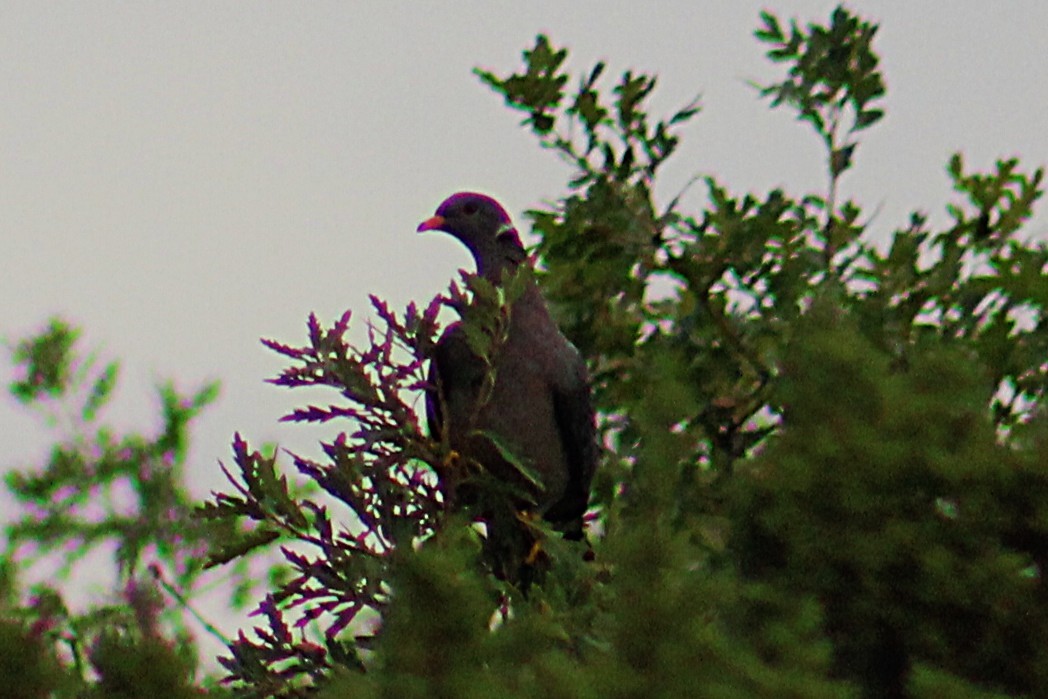 Band-tailed Pigeon - ML641413694
