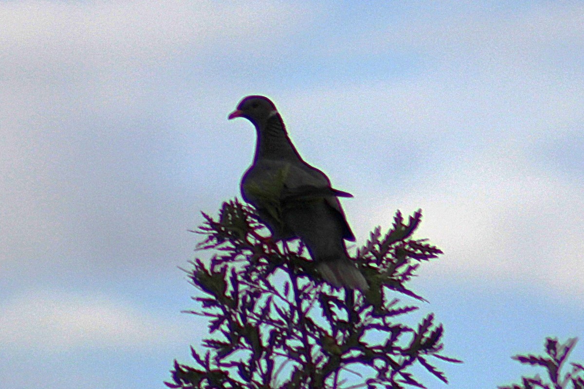 Band-tailed Pigeon - ML641413695