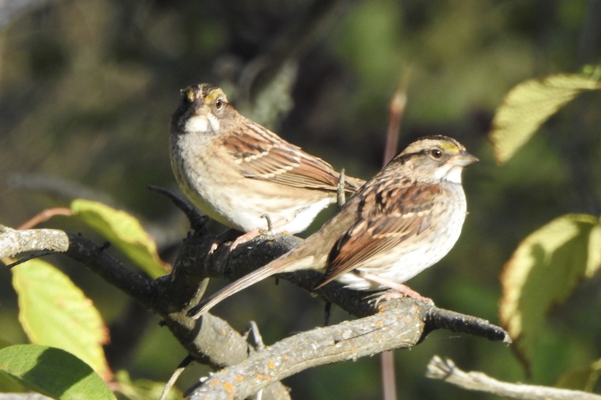White-throated Sparrow - ML641413696