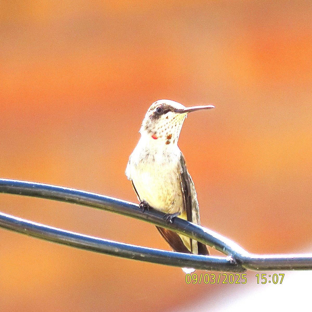 Ruby-throated Hummingbird - ML641413701