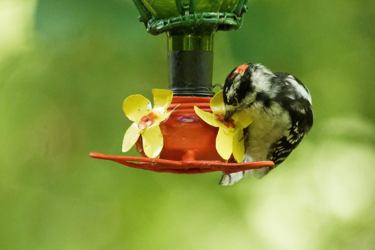 Downy Woodpecker - ML641413702