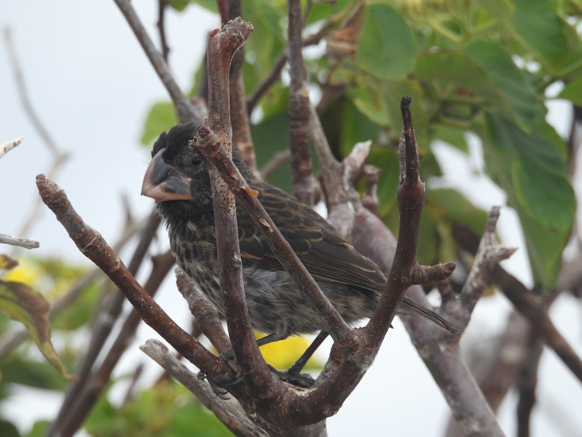 Large Ground-Finch - ML641413725