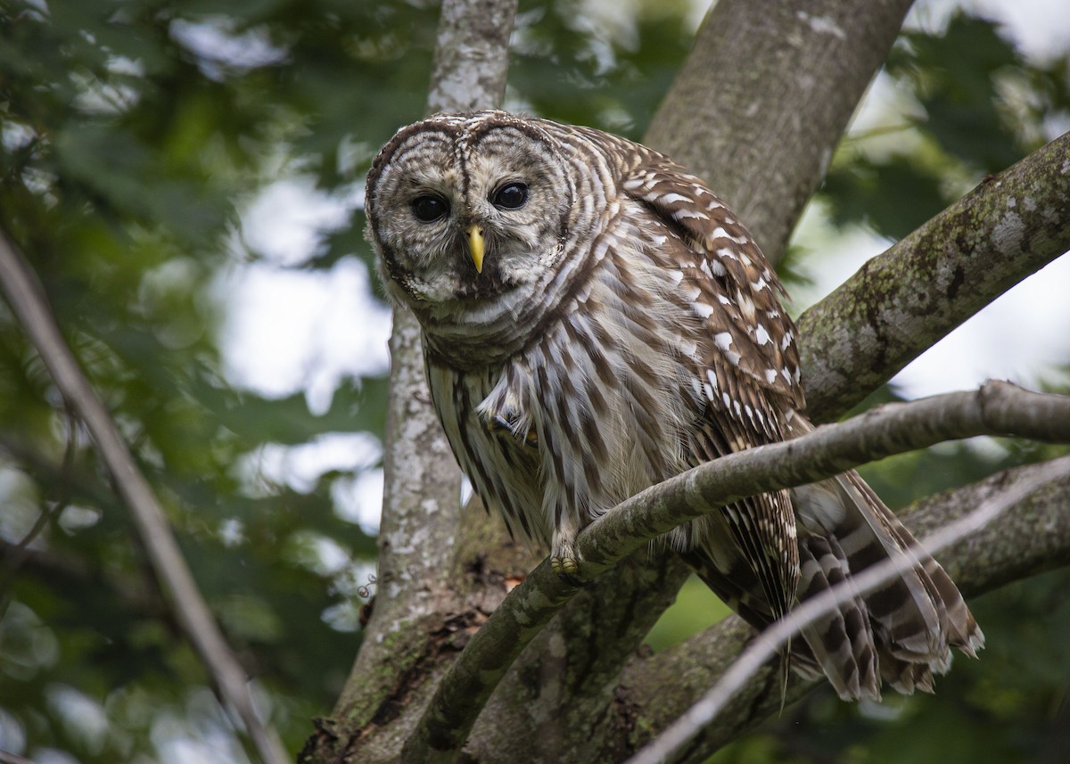 Barred Owl - ML641413735
