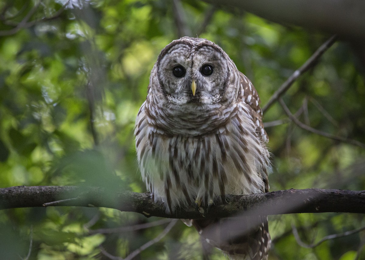 Barred Owl - ML641413736