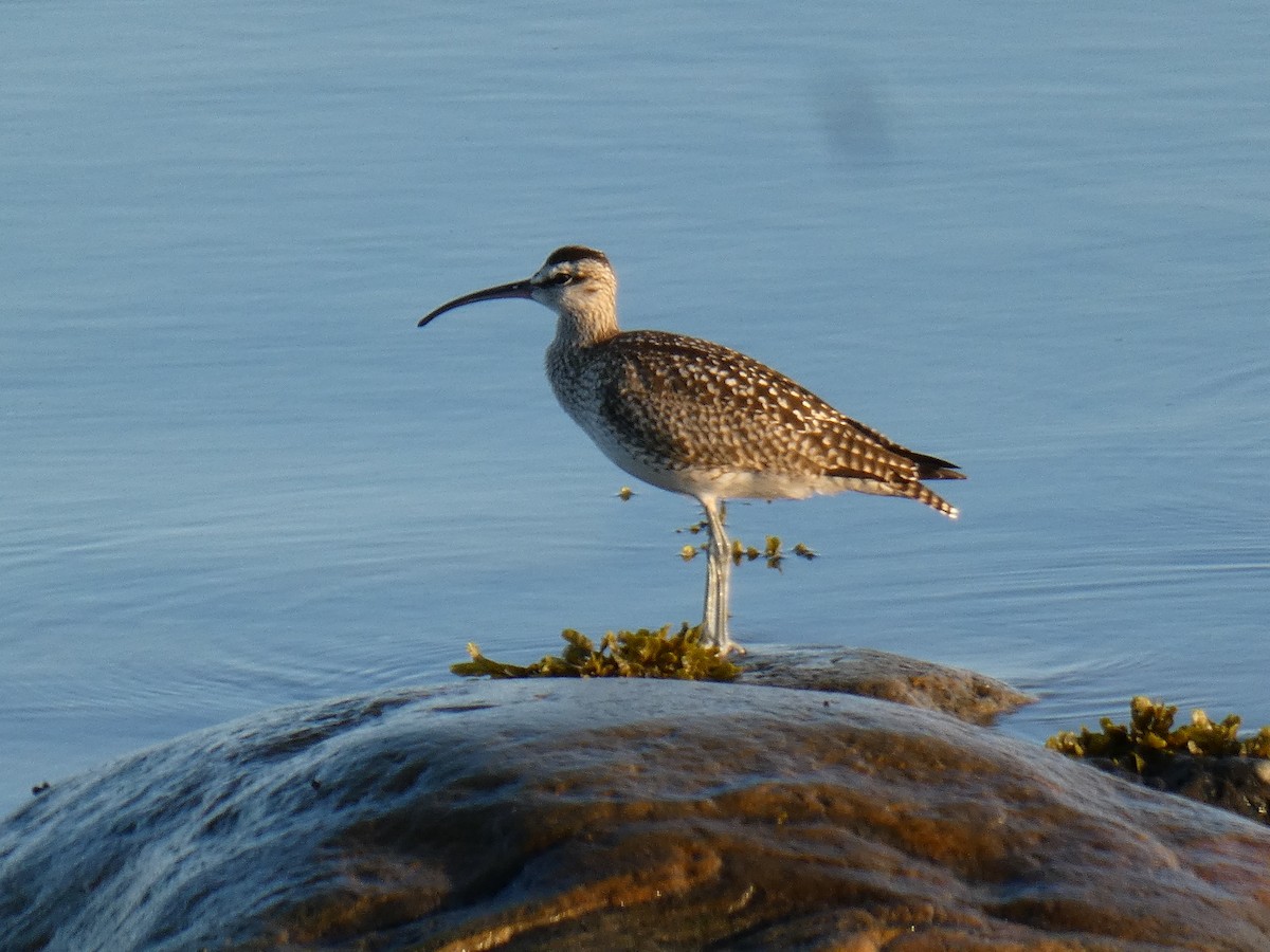Whimbrel - ML641413737