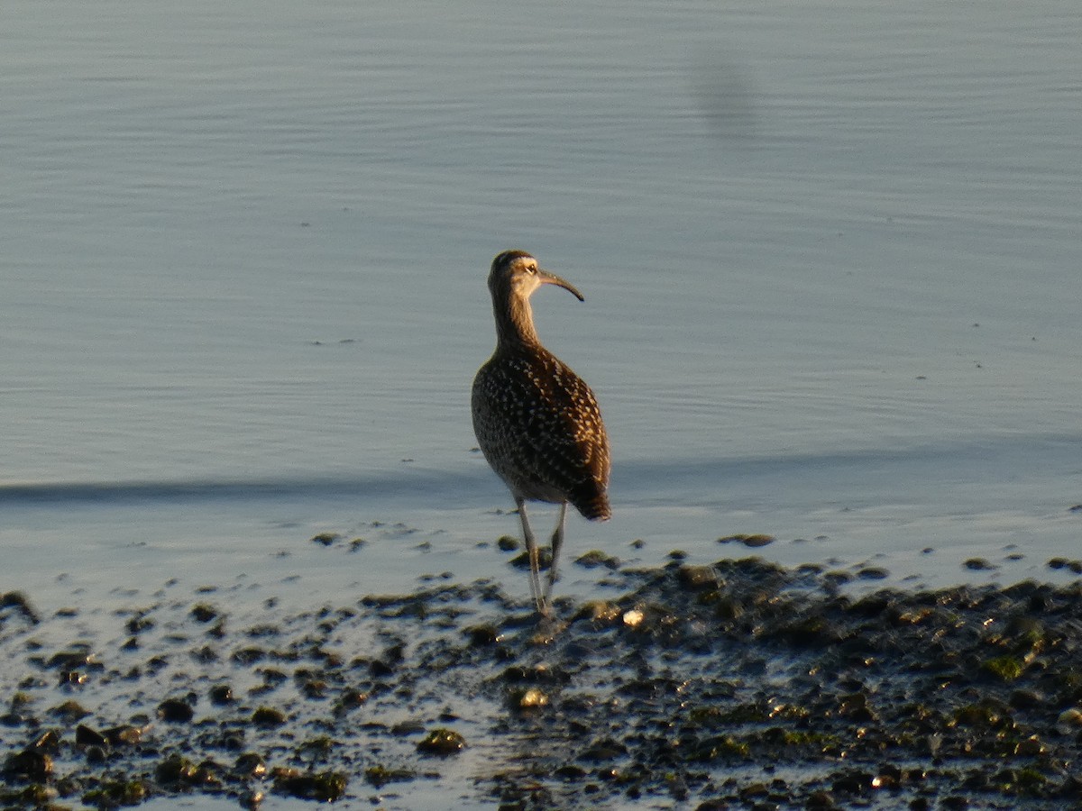Whimbrel - ML641413738