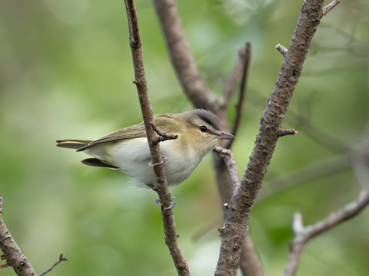 Red-eyed Vireo - ML641413740