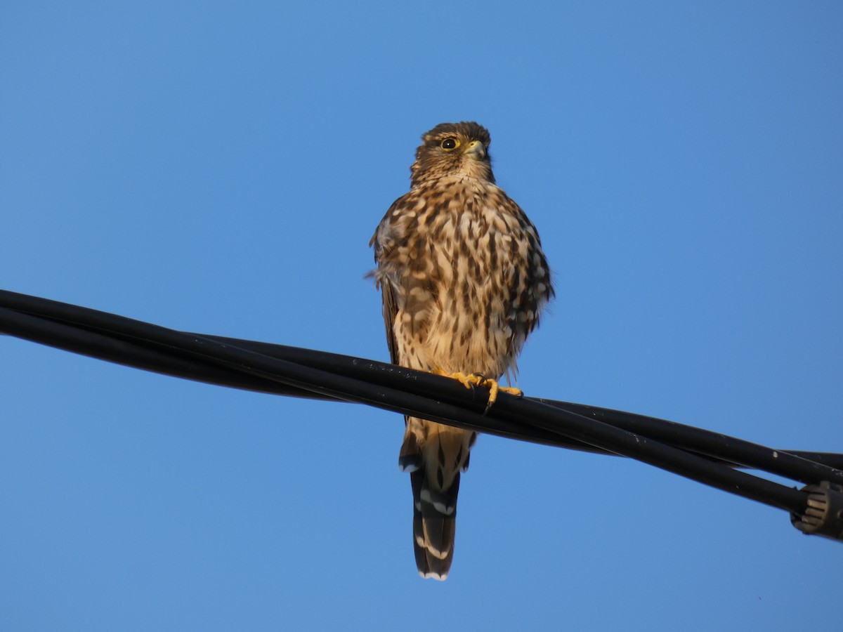 Merlin - ML641413756