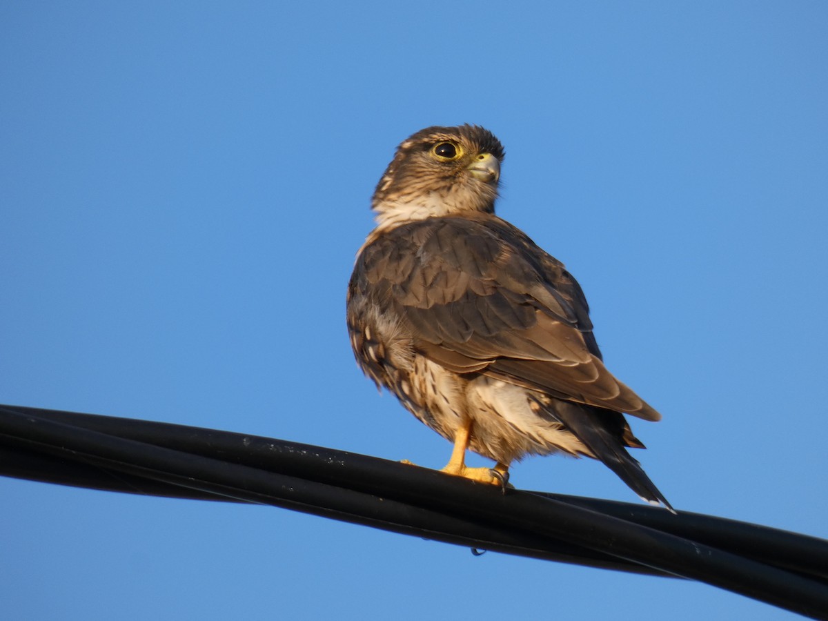Merlin - ML641413757