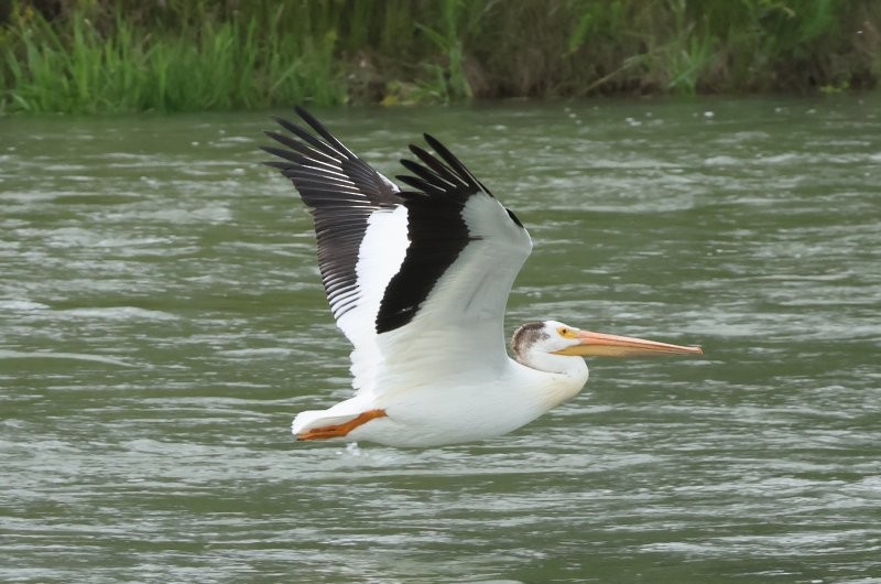 American White Pelican - ML641413758