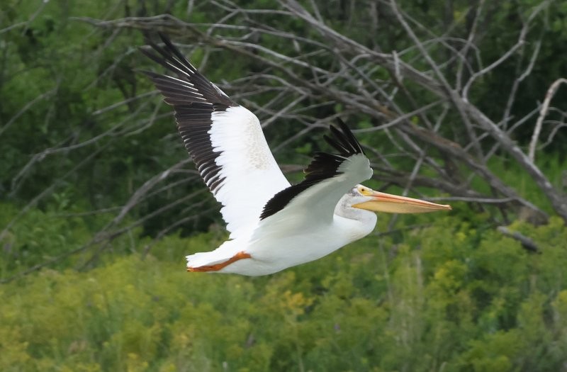 American White Pelican - ML641413764