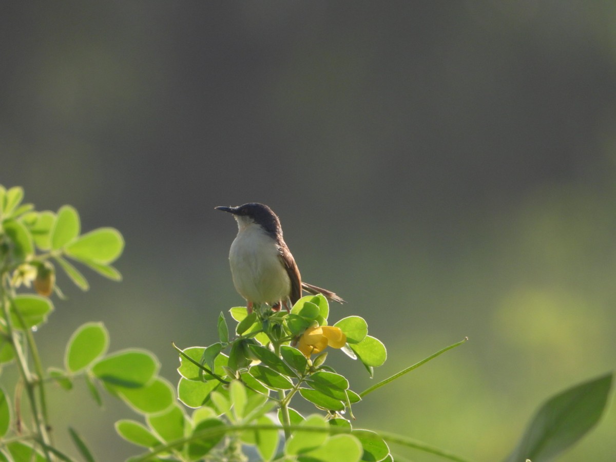 Ashy Prinia - ML641413770