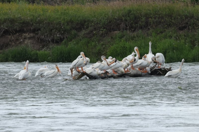 American White Pelican - ML641413775