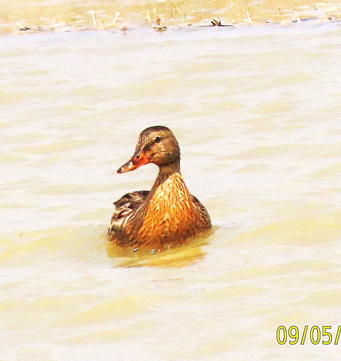 Mallard - ML641413779