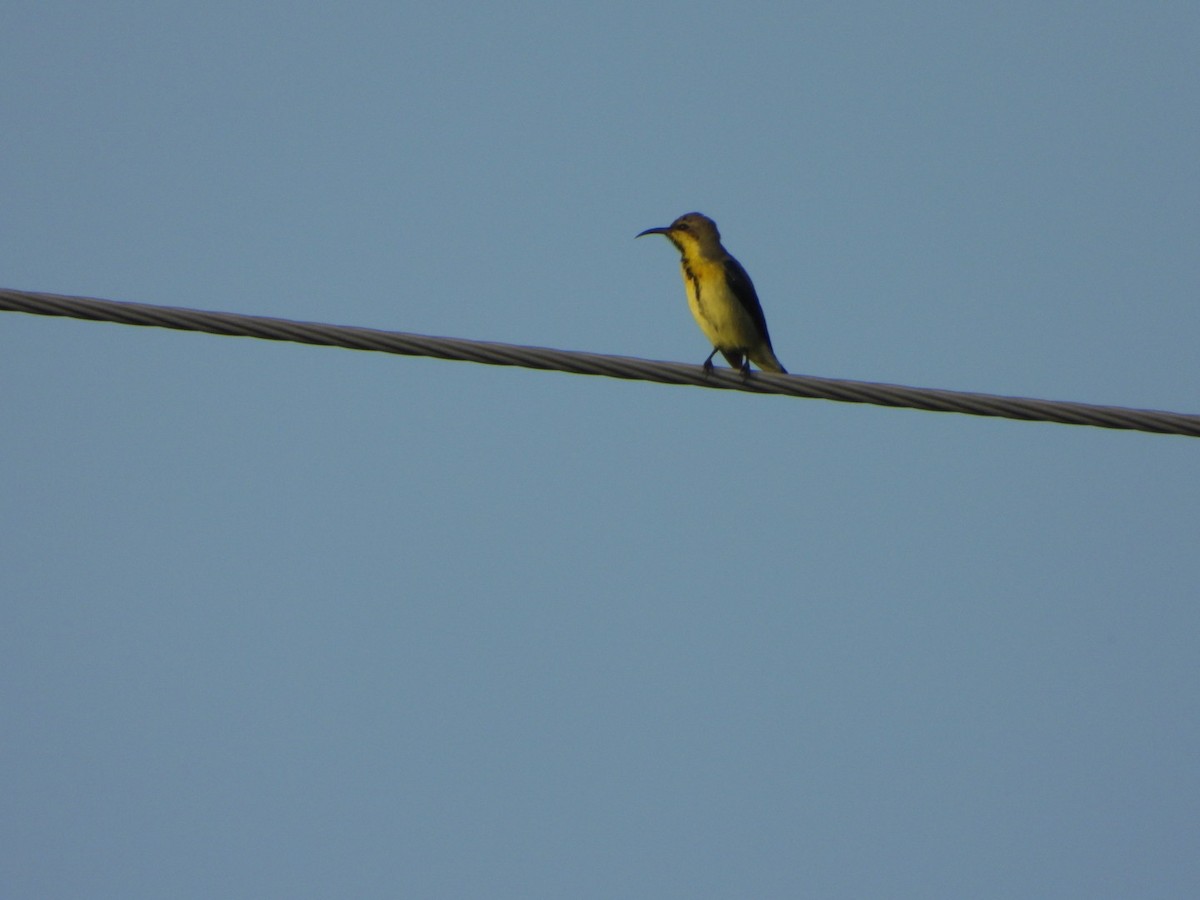 Purple Sunbird - ML641413781
