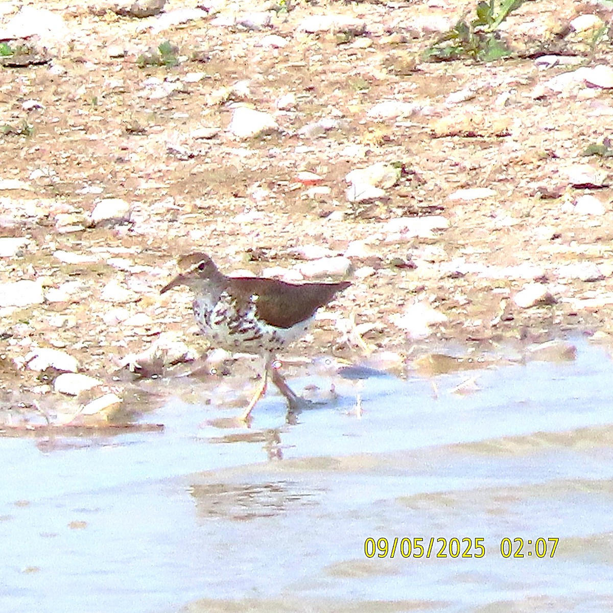 Spotted Sandpiper - ML641413793