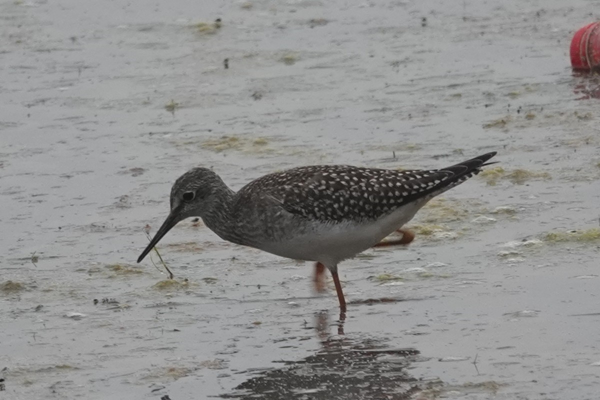Lesser Yellowlegs - ML641413794