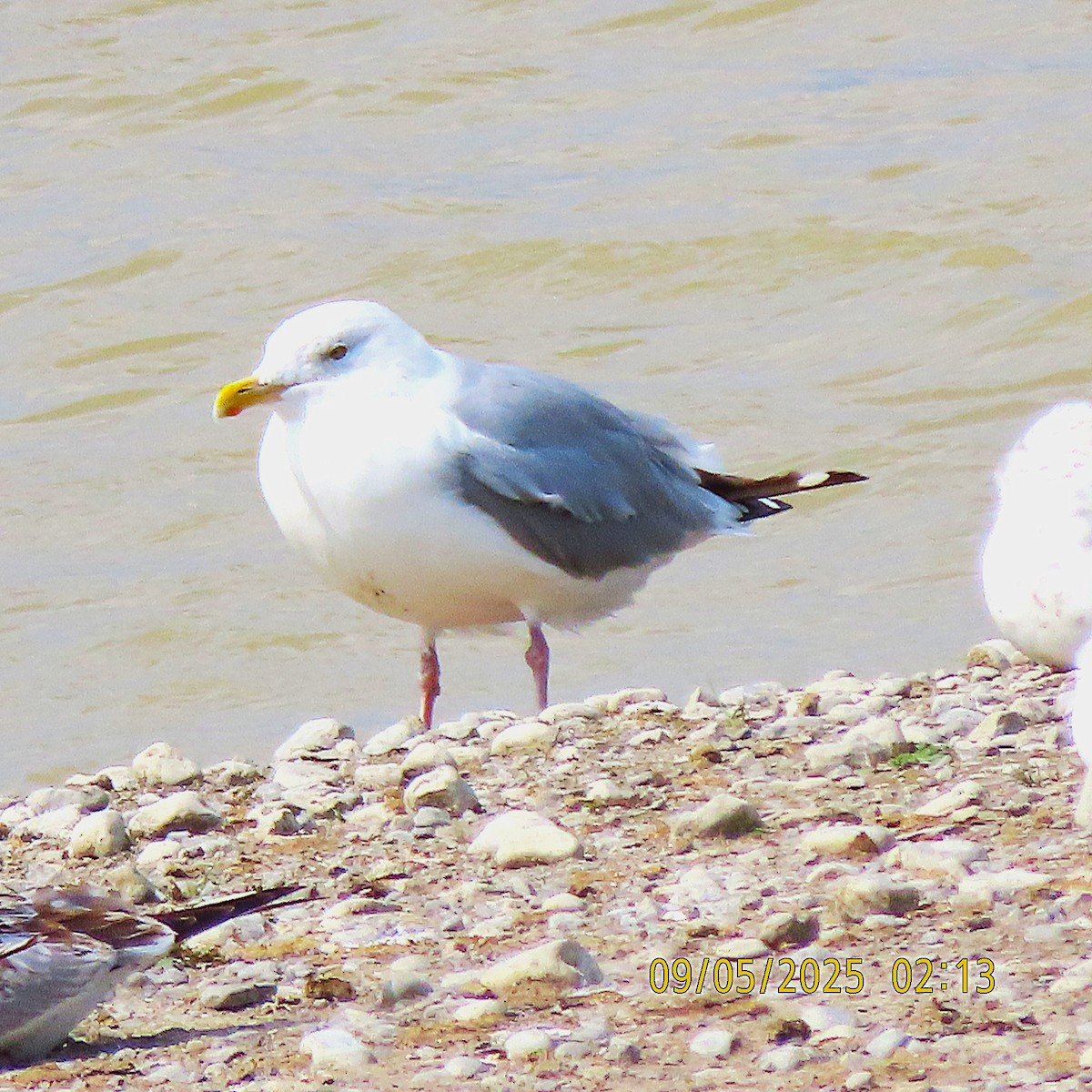 American Herring Gull - ML641413806