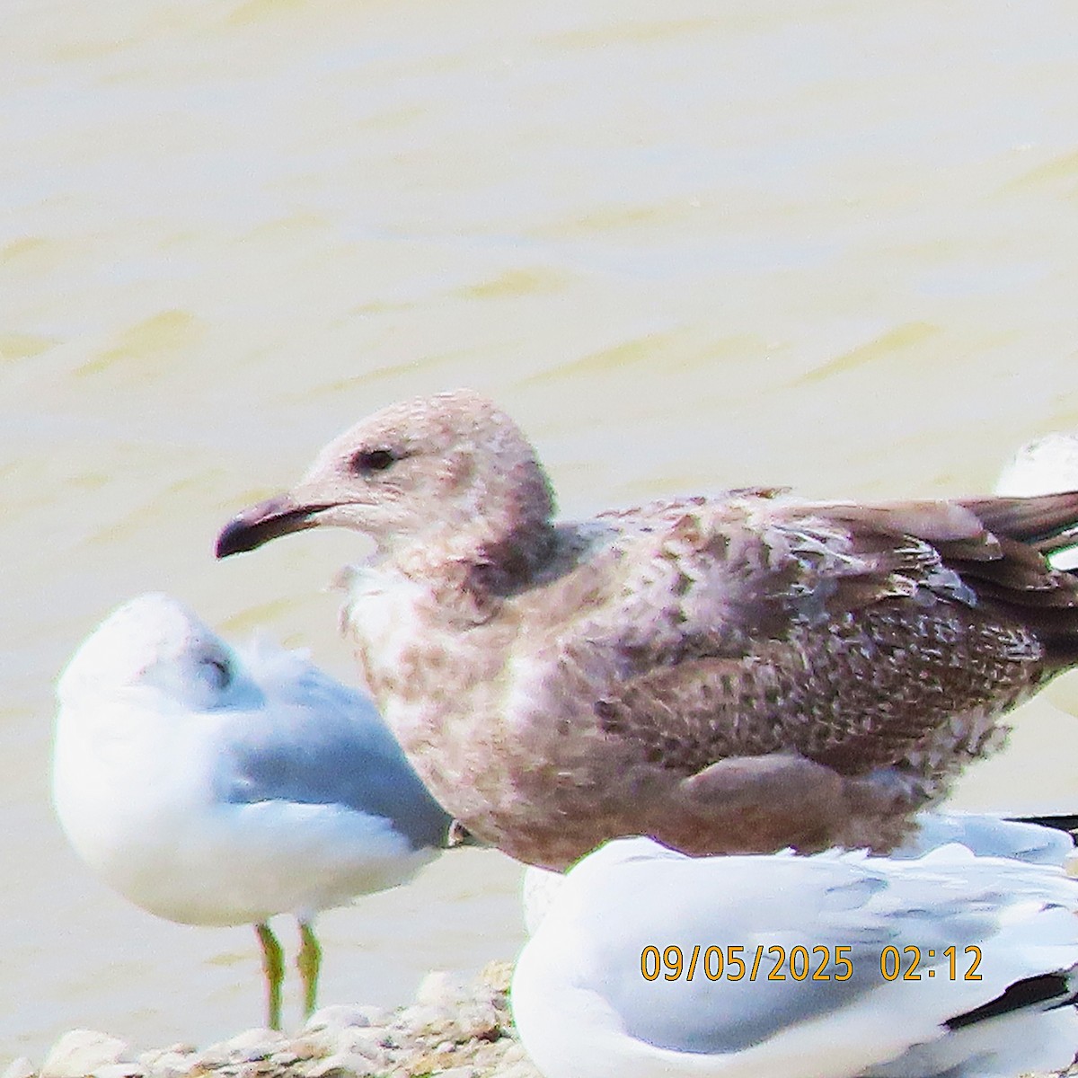 American Herring Gull - ML641413811