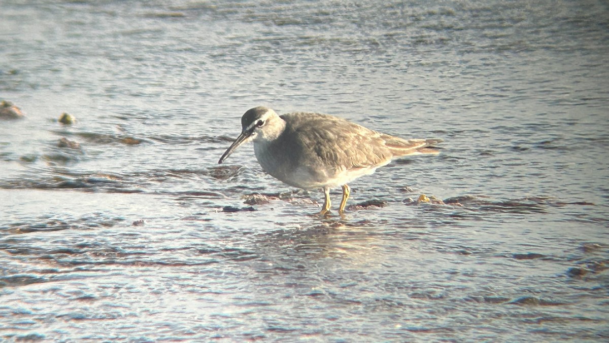 sibirvandresnipe - ML641413814