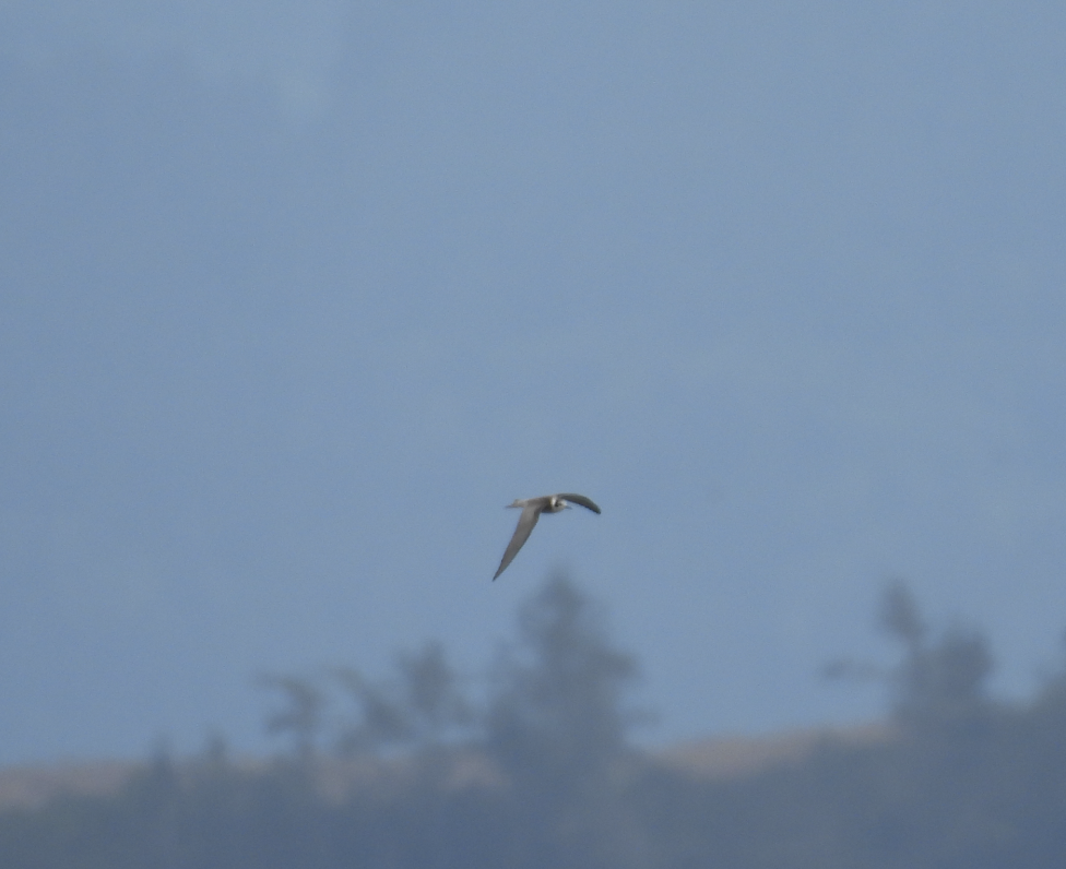 Black Tern - ML641413829