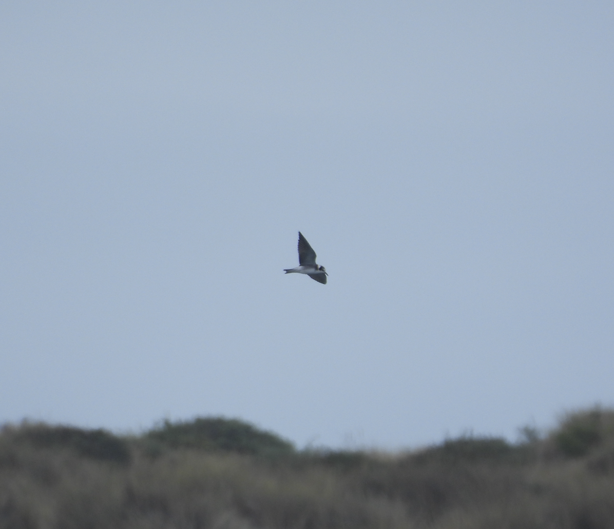 Black Tern - ML641413831