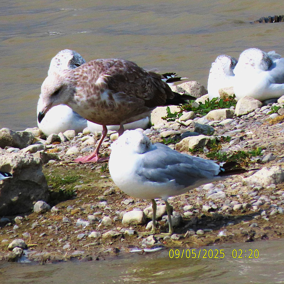American Herring Gull - ML641413844