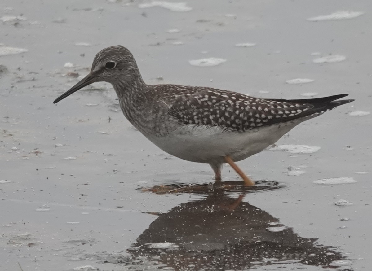 Lesser Yellowlegs - ML641413845