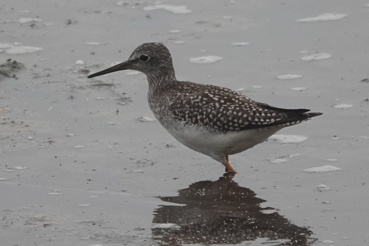 Lesser Yellowlegs - ML641413846