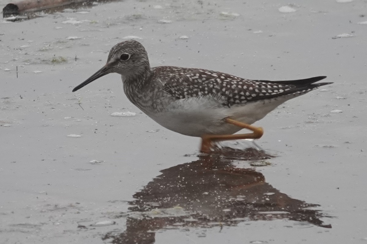 Lesser Yellowlegs - ML641413847