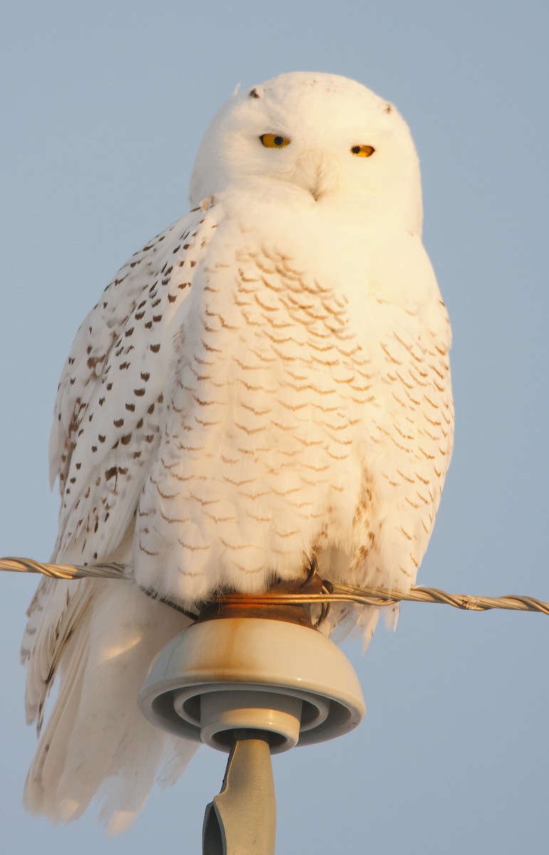 Snowy Owl - ML641413852