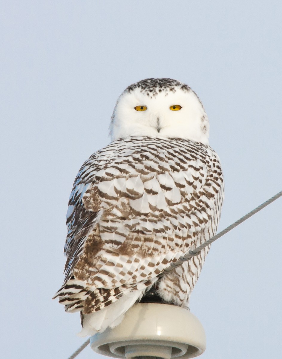 Snowy Owl - ML641413853