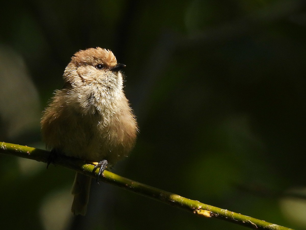 Bushtit - ML641413854