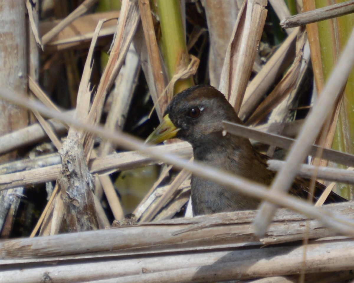 Sora - ML641413864