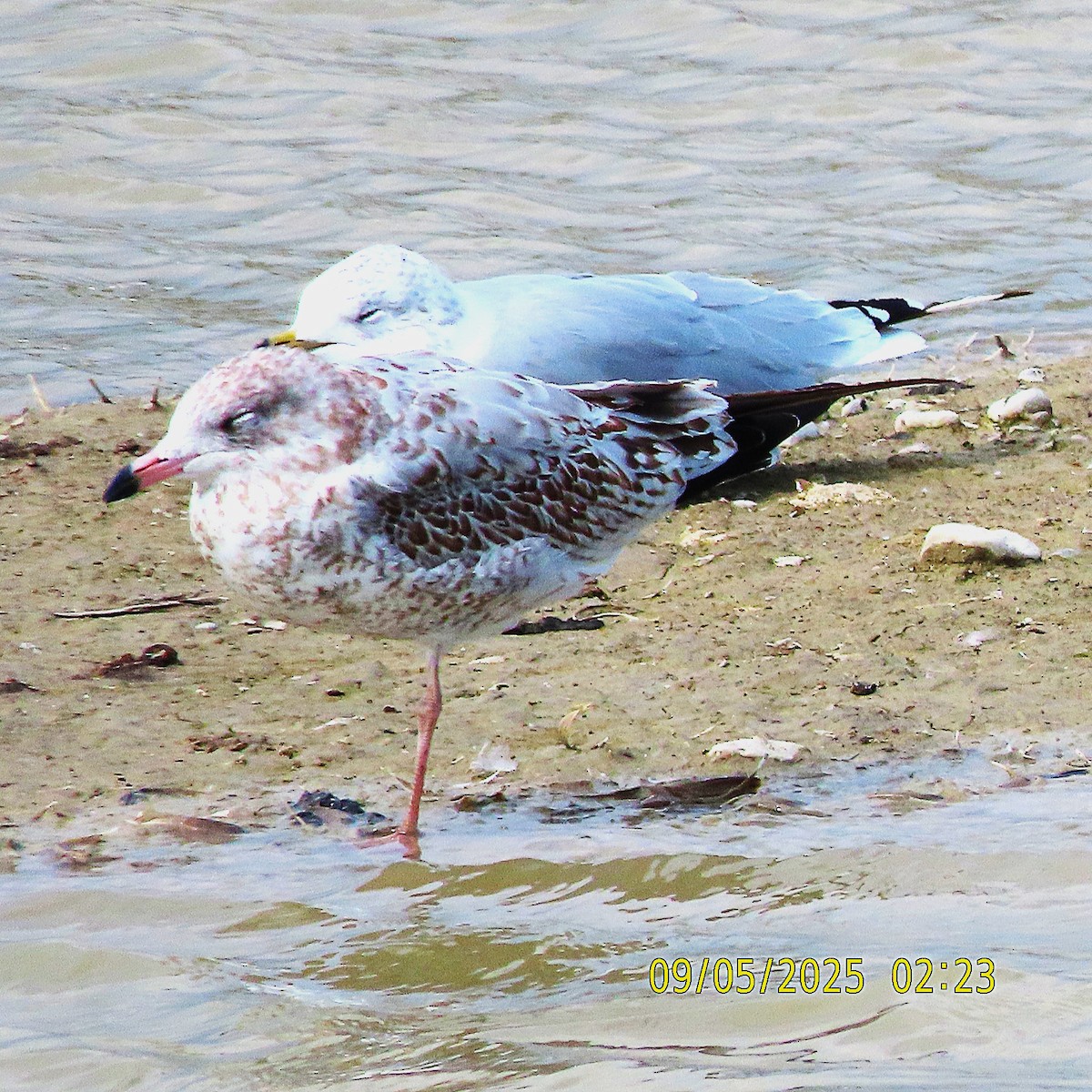 American Herring Gull - ML641413880