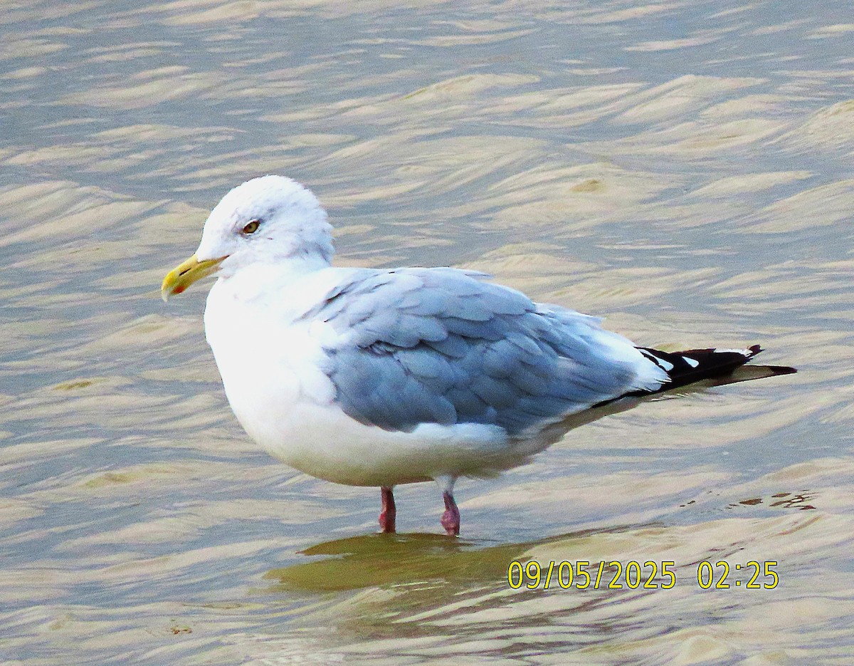 American Herring Gull - ML641413890